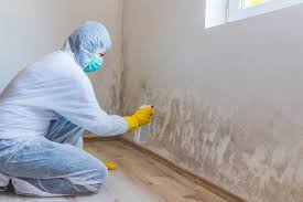  Mayflower Village, CA Mold Prevention & Removal Pros